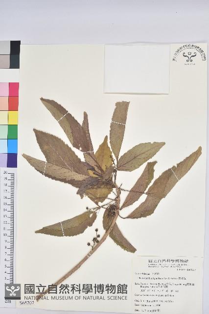 假鐵莧藏品圖，第1張