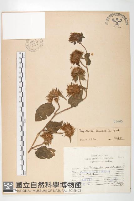 長梗毛娥房藤藏品圖，第1張