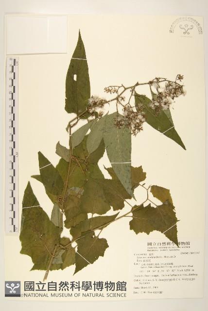 蔓黃菀藏品圖，第1張