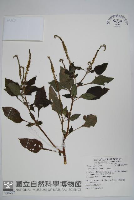 狗尾草藏品圖，第1張