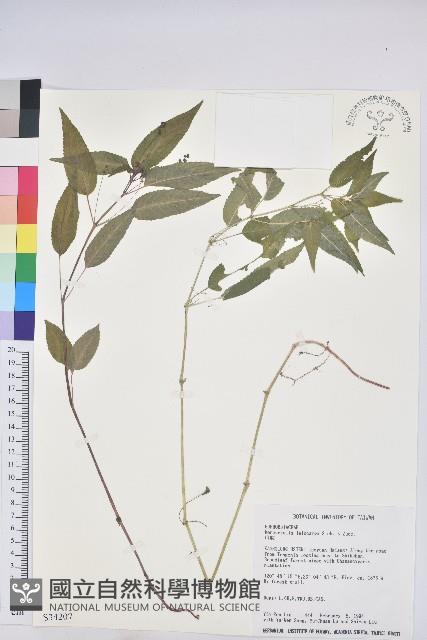 山靛藏品圖，第1張