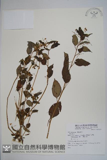 登錄號:S074207藏品圖，第1張