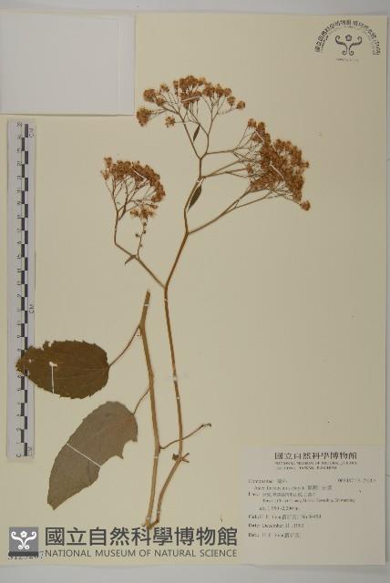 臺灣山白蘭藏品圖，第1張