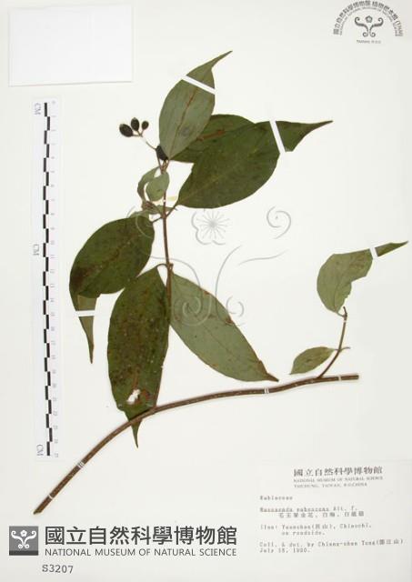 毛玉葉金花藏品圖，第1張
