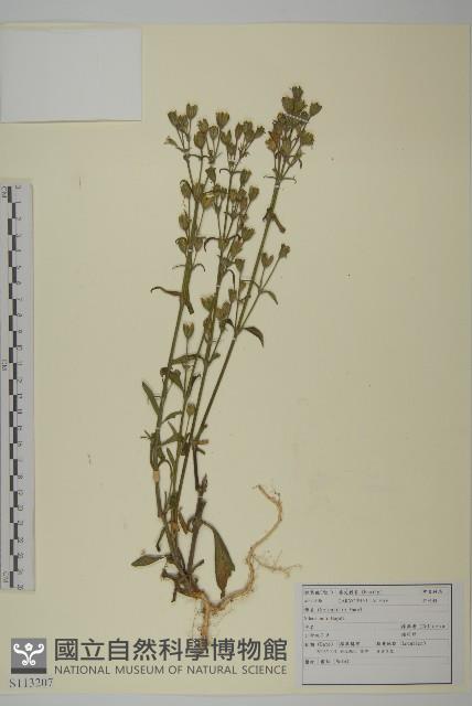 臺灣蠅子草藏品圖，第1張