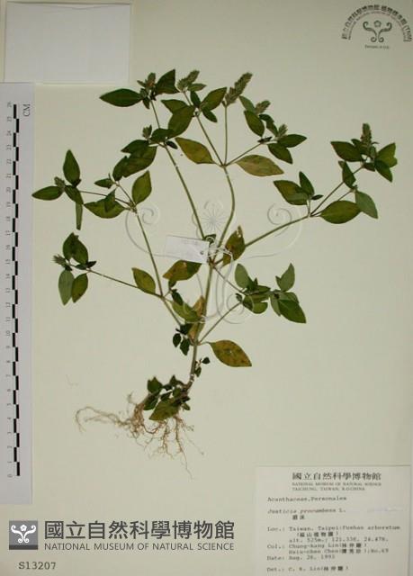 爵床藏品圖，第1張