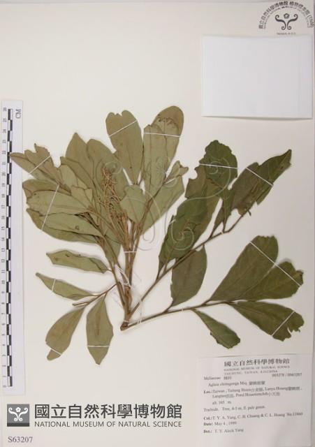 蘭嶼樹蘭藏品圖，第1張