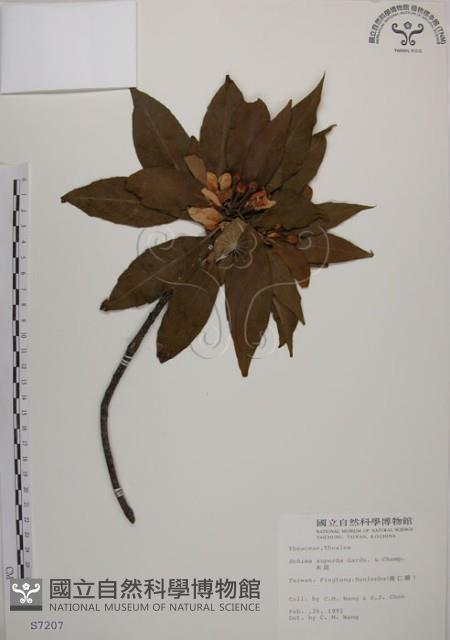 木荷藏品圖，第1張