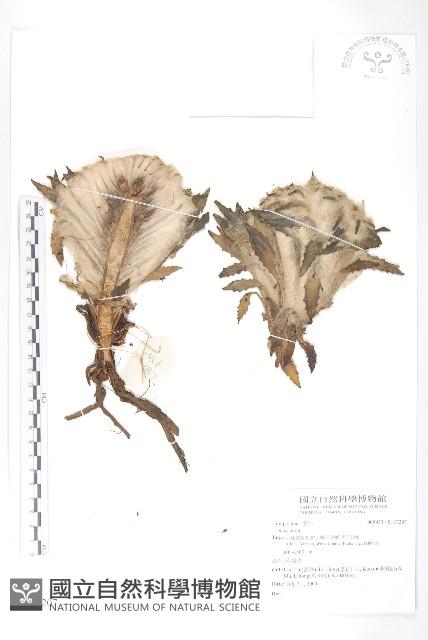 登錄號:S137207藏品圖，第1張