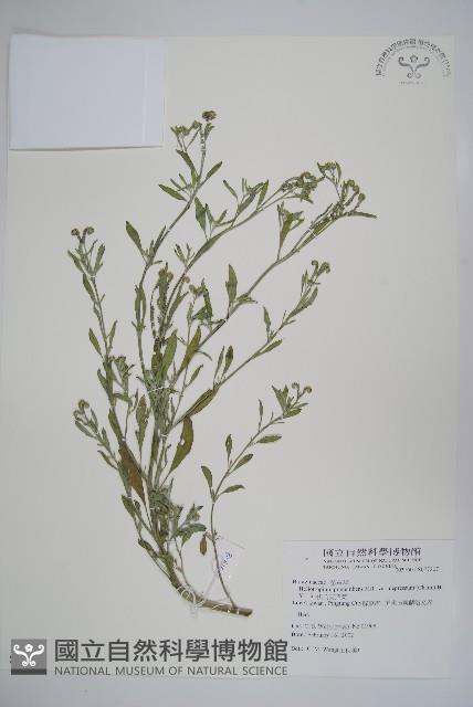 伏毛天芹菜藏品圖，第1張