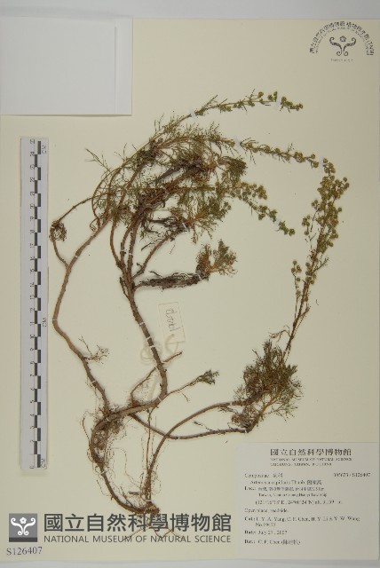 高山艾藏品圖，第1張