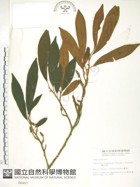 烏心石藏品圖，第1張