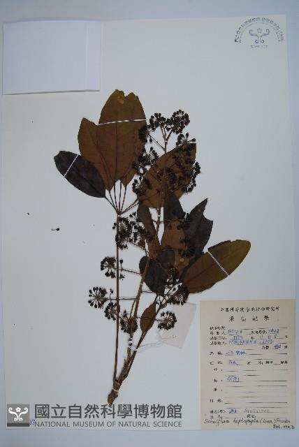 登錄號:S086407藏品圖，第1張