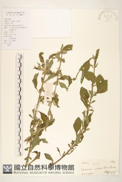 一枝香藏品圖，第1張