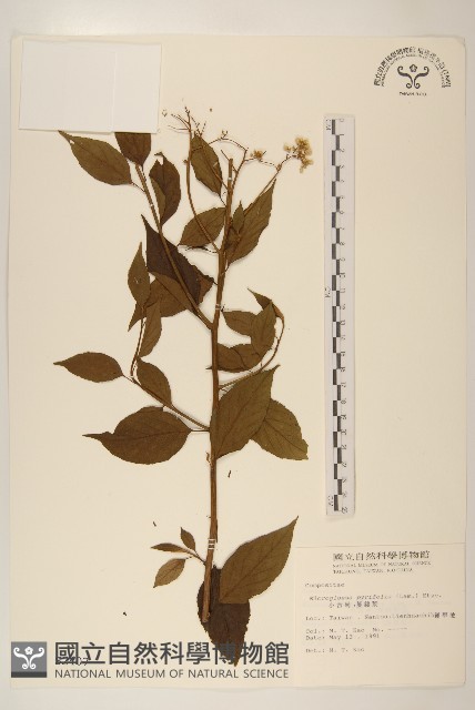 小舌菊、蔓綿菜藏品圖，第1張