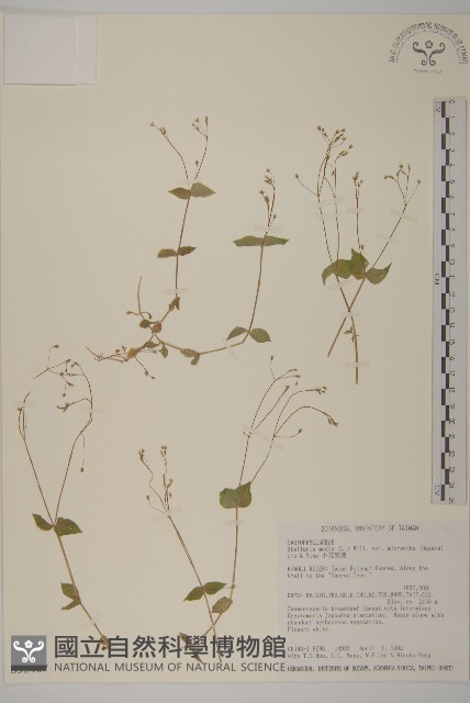 小花繁縷藏品圖，第1張