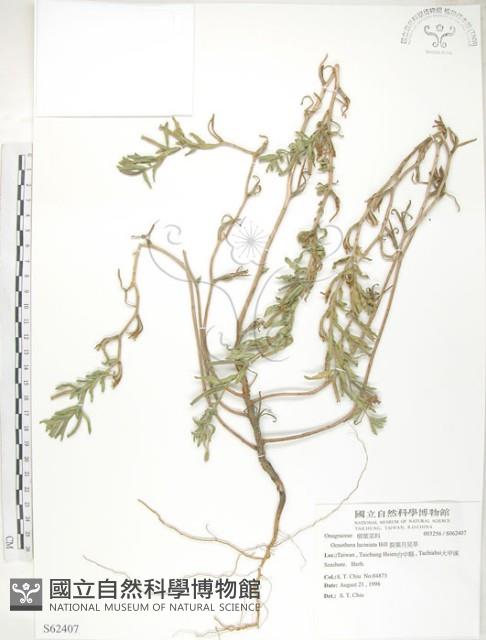 裂葉月見草藏品圖，第1張