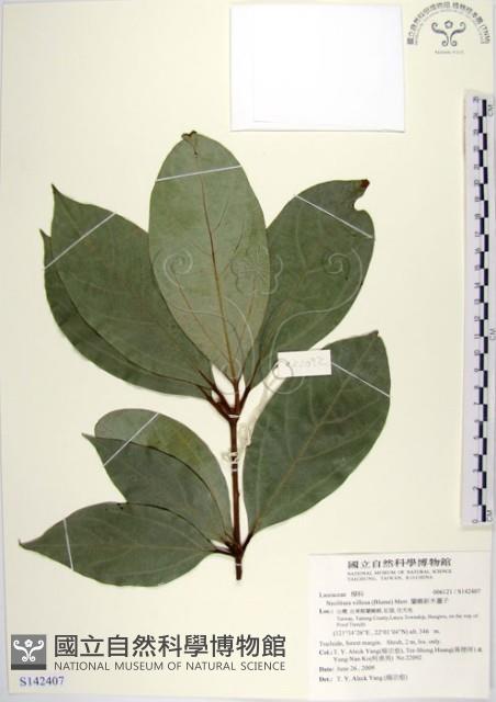 蘭嶼新木薑子藏品圖，第1張