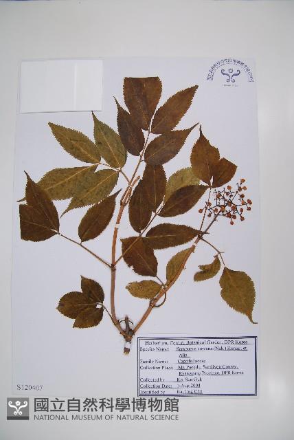 朝鮮接骨木藏品圖，第1張