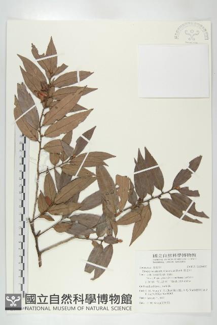 軟毛柿藏品圖，第1張
