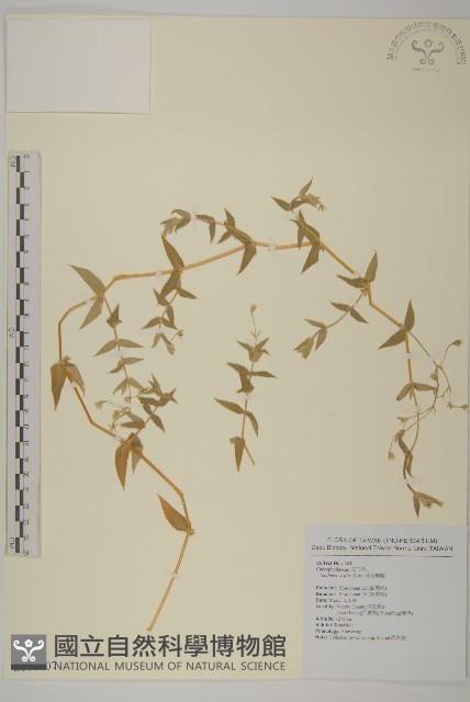 疏花繁縷藏品圖，第1張
