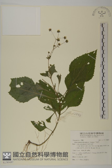 下田菊藏品圖，第1張