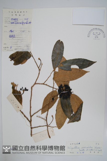 細基丸藏品圖，第1張