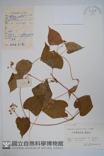 牛皮消藏品圖，第1張