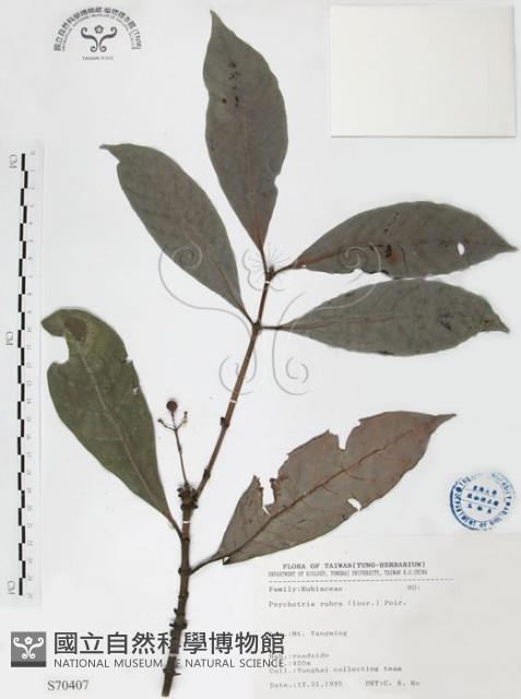 九節木、牛屎烏、青龍吐霧藏品圖，第1張