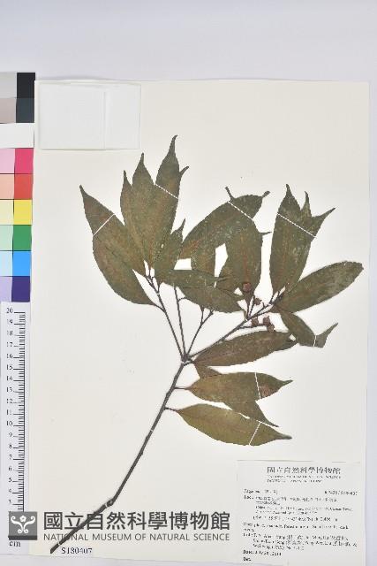 登錄號:S180407藏品圖，第1張