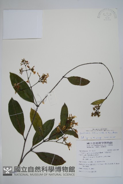 小錦蘭藏品圖，第1張