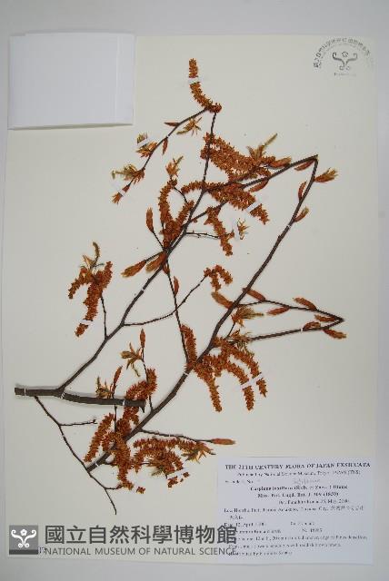 登錄號:S111407藏品圖，第1張