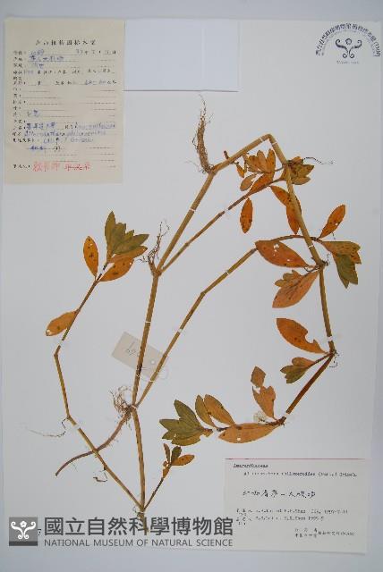 空心蓮子草藏品圖，第1張