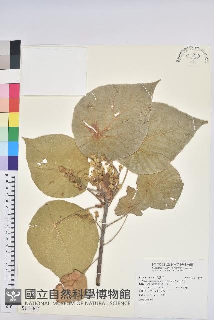 血桐藏品圖，第1張