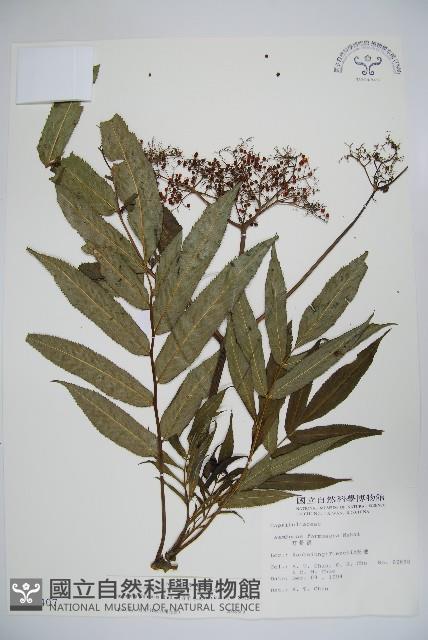 冇骨消藏品圖，第1張