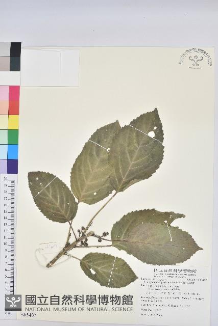 假鐵莧藏品圖，第1張