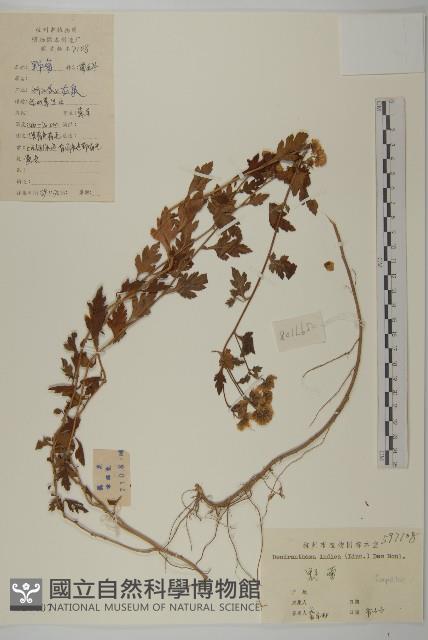 油菊、野菊藏品圖，第1張
