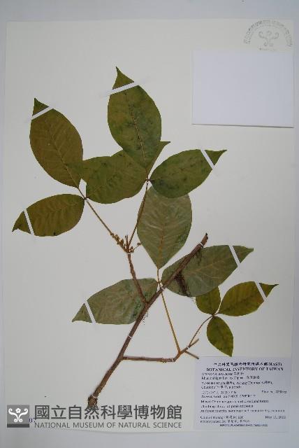 臺灣藤漆藏品圖，第1張