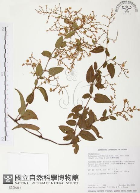 臺灣何首烏藏品圖，第1張