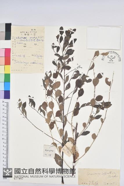 葉底珠、市蔥密花葉底珠藏品圖，第1張