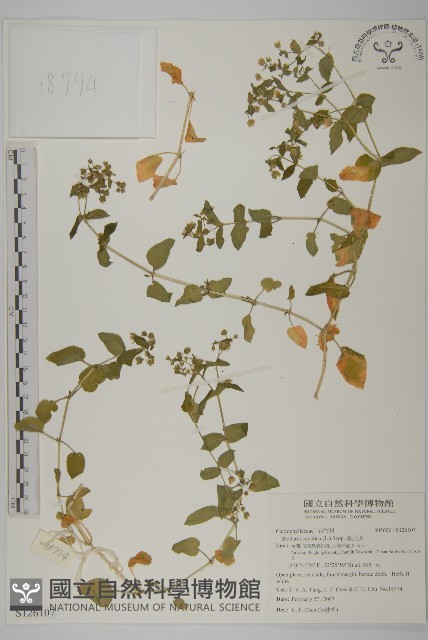 鵝兒腸藏品圖，第1張
