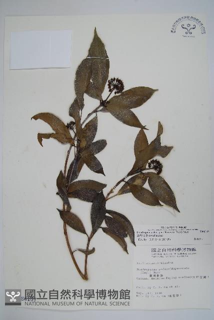 臺灣樹參藏品圖，第1張