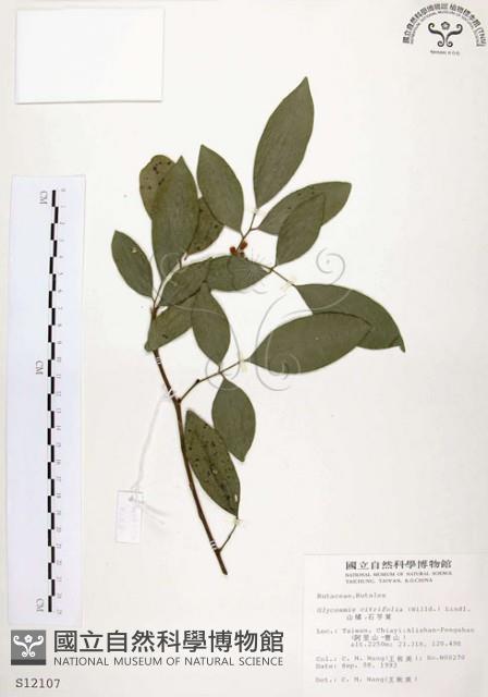 石苓舅藏品圖，第1張