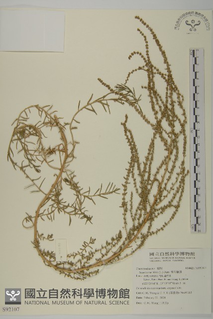 裸花鹼蓬藏品圖，第1張