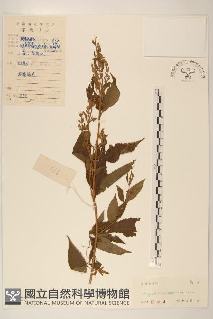 華澤蘭藏品圖，第1張