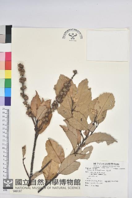 高山栲藏品圖，第1張