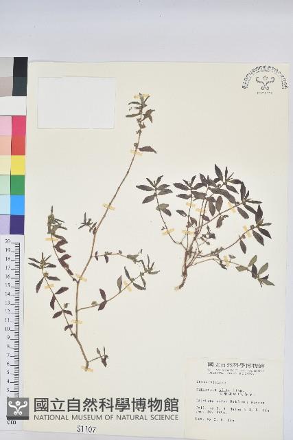 乳仔草藏品圖，第1張