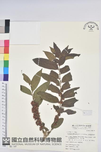 Philippine Glochidion Collection Image