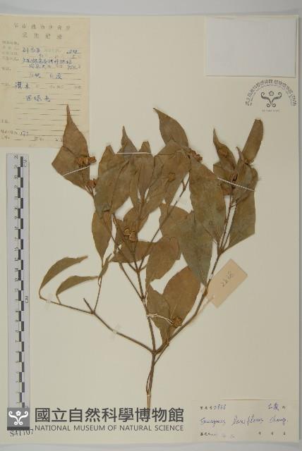 大丁黃藏品圖，第1張