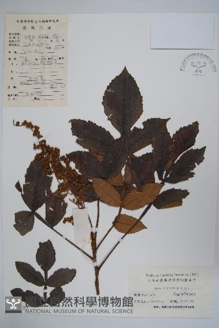 鹽膚木藏品圖，第1張